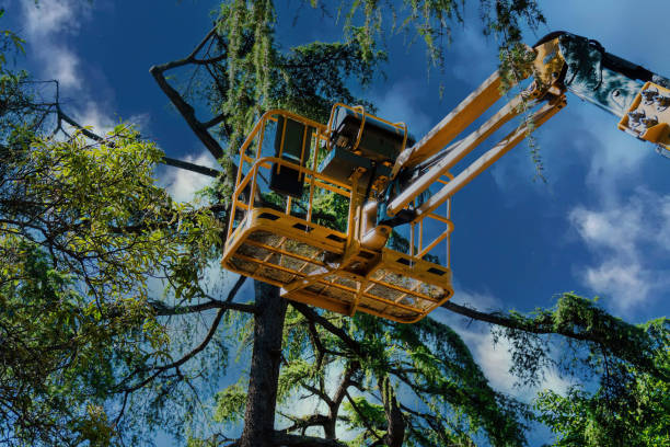 Professional Tree Service in Wainaku, HI